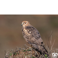 گروه سنقرها Harriers